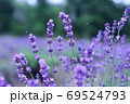 ラベンダー 69524793