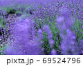 ラベンダー畑　 69524796