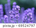 ラベンダー 69524797