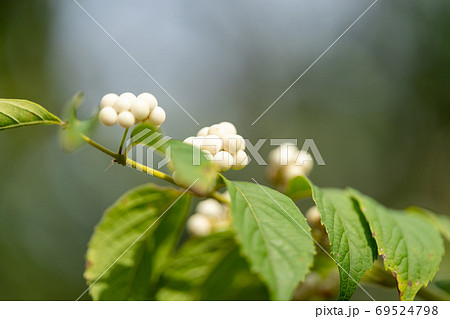 シラタマコシキブ クマツヅラ科ムラサキシキブ属 シラタマコシキブ クマツヅラ科ムラサキシキブ属 69524798