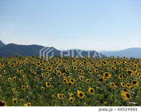 満開のヒマワリ　ひまわり　向日葵 69524993