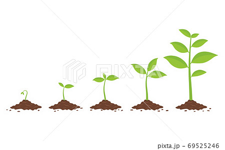 Plants growing in the ground. Phases plant growing. 69525246