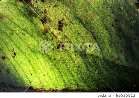 Closeup of portion of green netted veins leaf with light. Closeup of portion of green netted veins leaf with light. 69525912