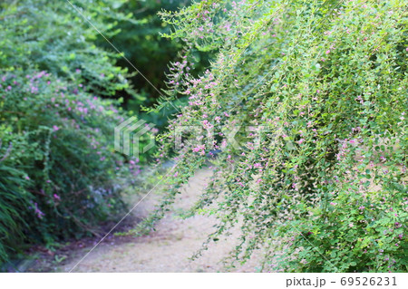 ハギの花 ハギの花 69526231