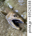 渓流に棲む大岩魚 69526388