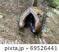 渓流に住む大岩魚 69526441