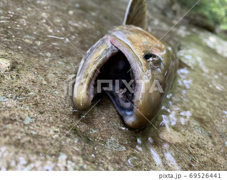 渓流に住む大岩魚 69526441