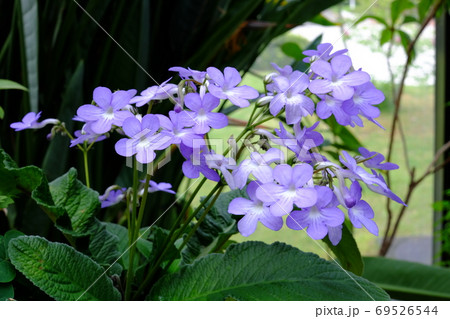 ストレプトカーパス ストレプトカーパス 69526544