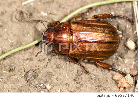 生き物 昆虫 スジコガネ 二センチ程で背中 上翅 の縦筋が目立つコガネムシ 色は茶色や緑色など様々の写真素材