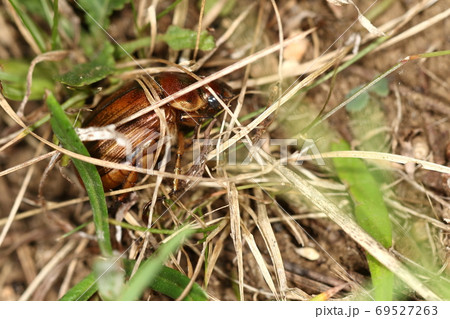 生き物　昆虫　スジコガネ、幼虫は草の根を食べるので芝生の害虫になっています。産卵行動中？ 69527263