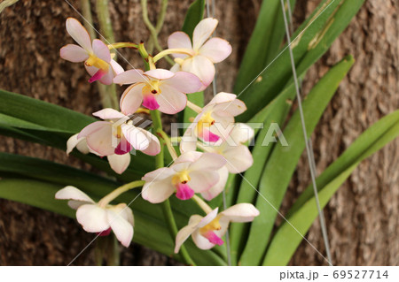 Pink orchid flower with green branch of tree and brown texture of trunk background. Pink orchid flower with green branch of tree and brown texture of trunk background. 69527714