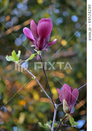 紫色の綺麗な花を咲かせる木(シモクレン 紫木蓮) 紫色の綺麗な花を咲かせる木(シモクレン 紫木蓮) 69528280