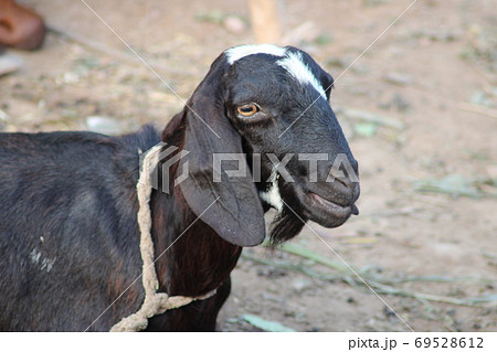 goat a lovely domestic dairy animal  69528612