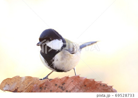 シジュウカラ　身近な野鳥　白黒が目立つ鳥 69528733