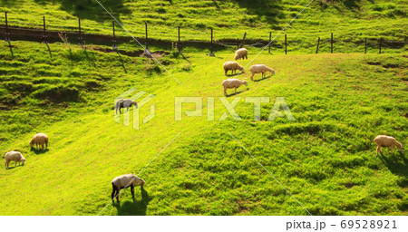 台湾 草 芝生 69528921