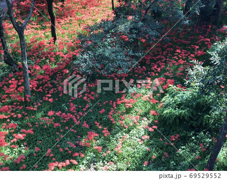 巾着田の彼岸花の花畑 埼玉県日高市 の写真素材