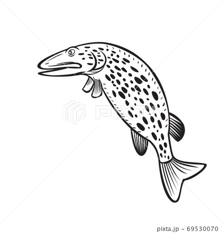 Northern Pike Esox Lucius Carnivorous Fish of-插圖素材