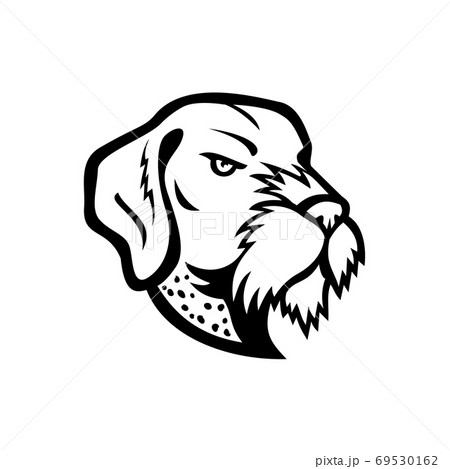 black wirehaired pointer