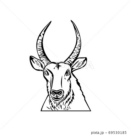 Head of a Defassa Waterbuck Front View Stencil Black and White Retro Style 69530185