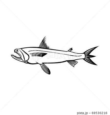 Bombay Duck Fish Harpadon Nehereus Bummalo, Bombil Boomla or Strange Fish Side View Stencil Black and White Retro Bombay Duck Fish Harpadon Nehereus Bummalo, Bombil Boomla or Strange Fish Side View Stencil Black and White Retro 69530216