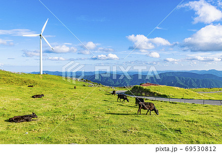 初夏の四国カルストと放牧飼育される牛 69530812