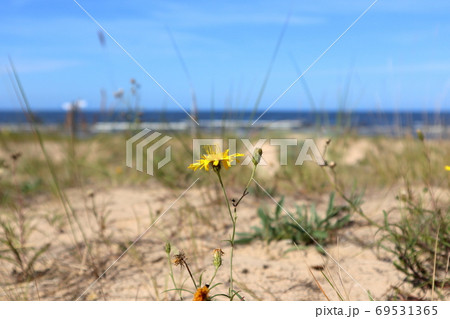 Wild yellow flowers, grass macro on baltic beach 69531365