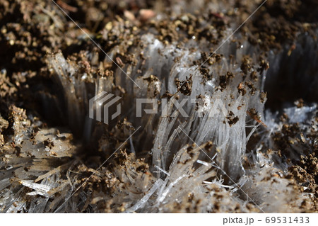 霜柱をさくさくと踏むながら進む山道 69531433