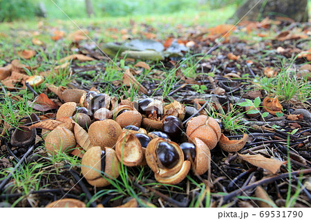 トチノ実の林 69531790