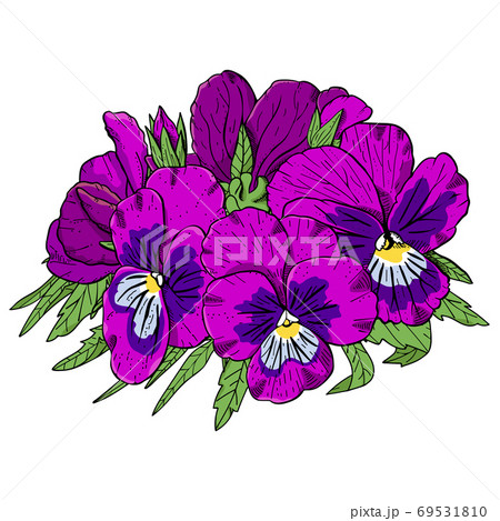 Hand drawn pansy flowers clipart. Hand drawn pansy flowers clipart. 69531810