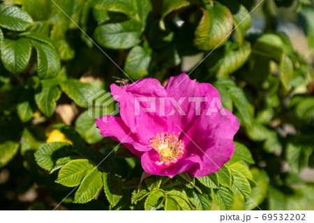Rose hip blooming flowers. Green leaves blurred 69532202