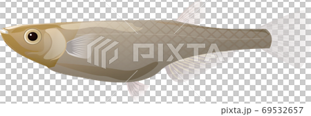 Realistic killifish illustration Realistic killifish illustration 69532657