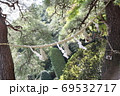宝登山神社・縁結びの木 宝登山神社・縁結びの木 69532717