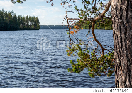 Sunny on finish river Green pine trees wild nature Sunny on finish river Green pine trees wild nature 69532840