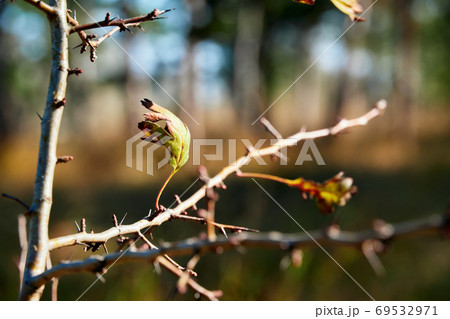 forest on a bright day - beautiful autumn landscape and wildlife forest on a bright day - beautiful autumn landscape and wildlife 69532971