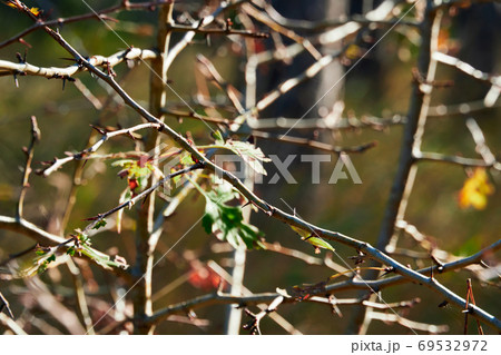 forest on a bright day - beautiful autumn landscape and wildlife 69532972