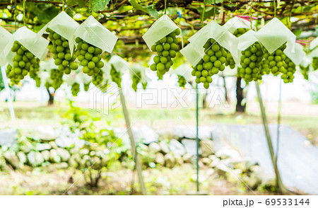 ぶどう狩りで甘いシャインマスカットを食す ぶどう狩りで甘いシャインマスカットを食す 69533144