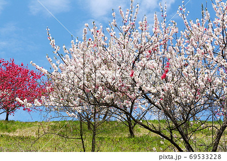 花桃の里 69533228