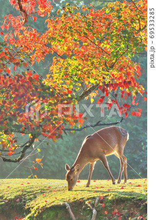 奈良公園の紅葉と鹿 69533285