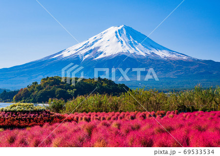 山梨県 秋の大石公園 紅葉したコキアと富士山の写真素材