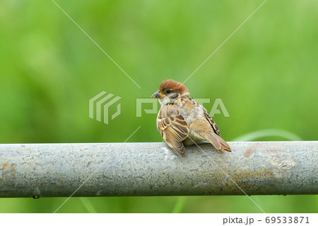 スズメ 69533871