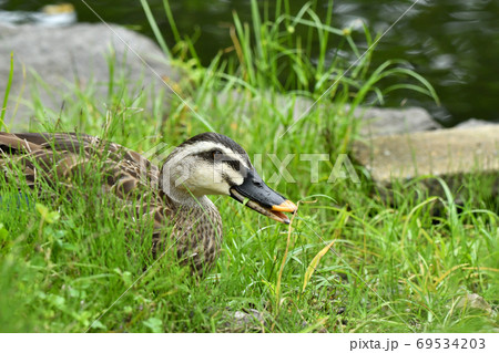 カルガモ 69534203