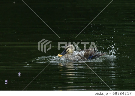 カルガモ 69534217