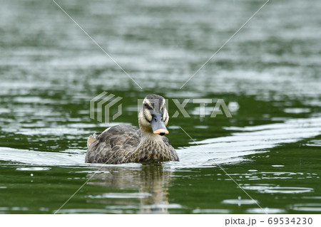カルガモ 69534230