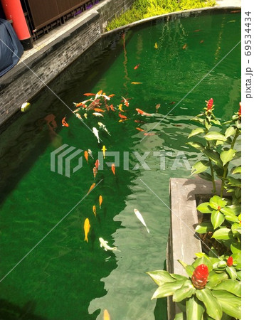 Koi fish in ponds and clear water Koi fish in ponds and clear water 69534434