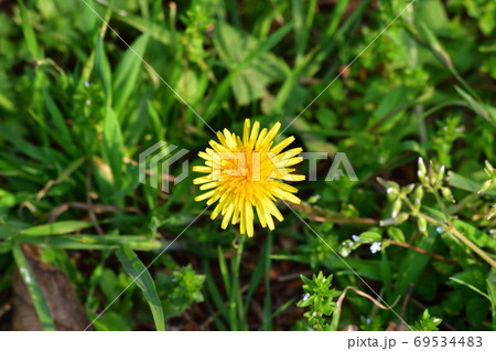 春に黄色い花を付けたタンポポの一種と推定される植物の黄色い花をハイ 