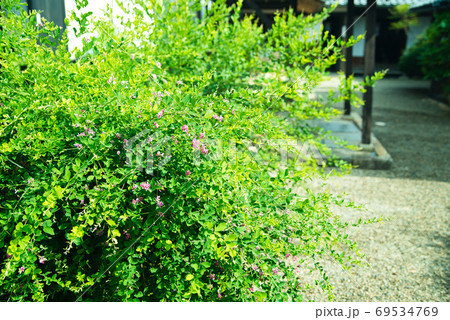 【重要伝統的建造物群保存地区】城東町並み保存地区の城東むかし町家の庭に咲く萩の花　岡山県津山市 69534769