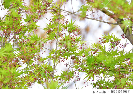 背景をぼかして モミジの一種と推定される樹木の黄緑色の葉と花を春に撮影した写真の写真素材