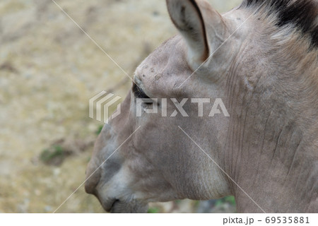 動物 動物学 ロバ 69535881