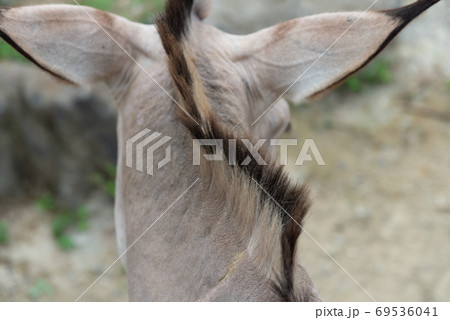 動物 動物学 ロバ 69536041