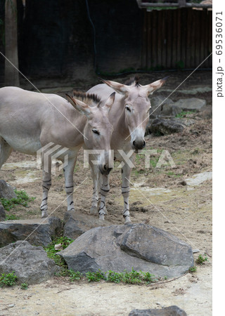 動物 動物学 ロバ 69536071